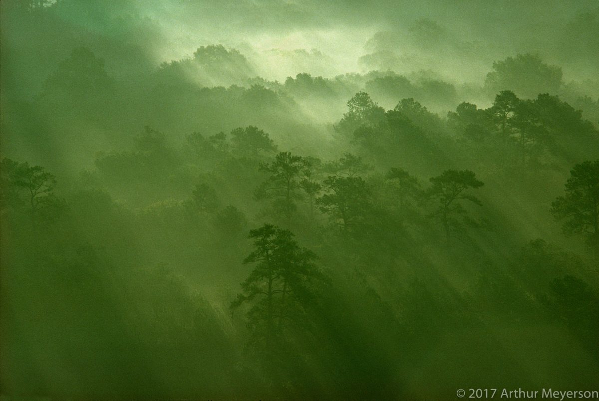 Forest Mist, Texas 1977
