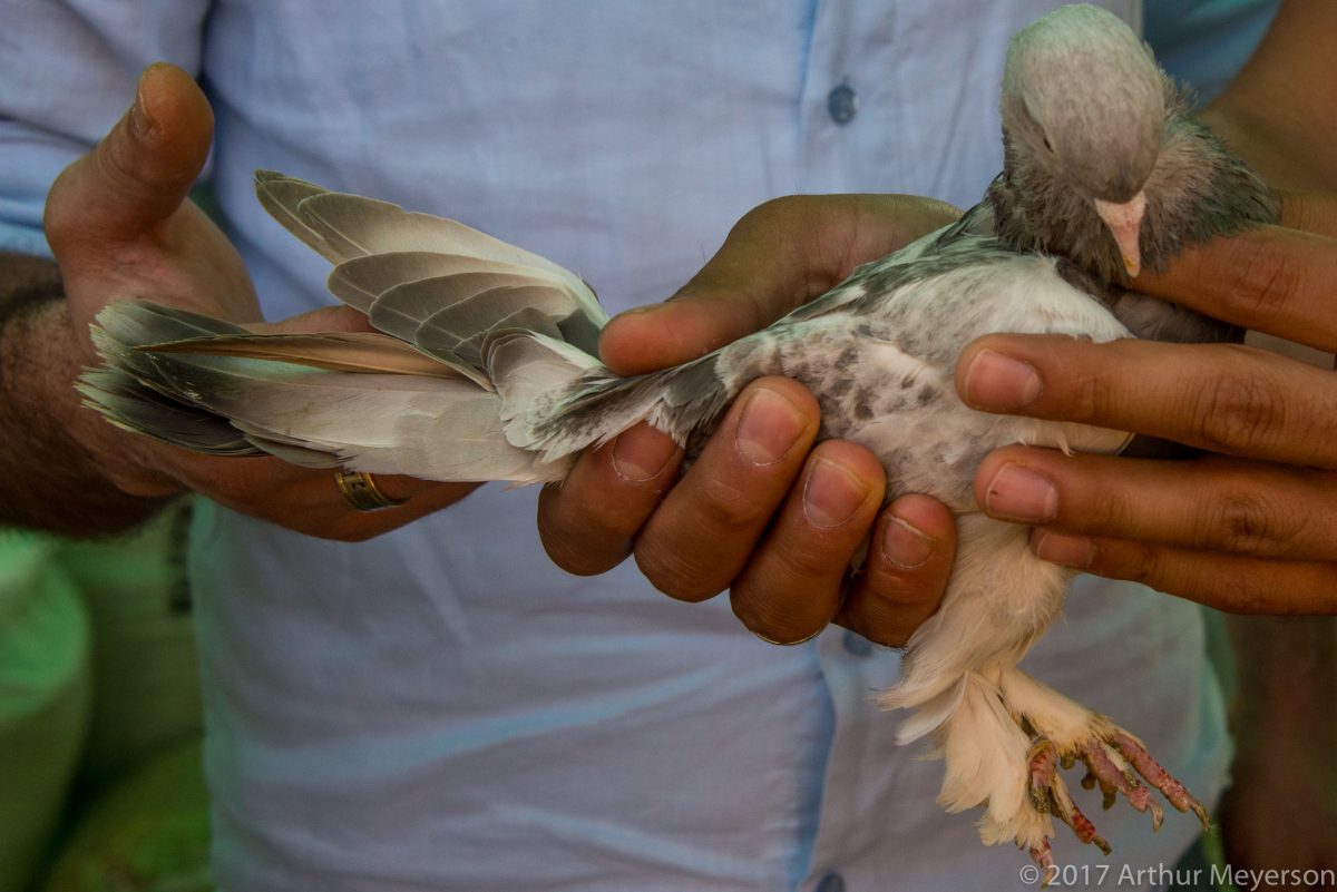 Bird Market, Istanbul