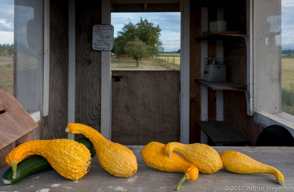 Squash, Washington