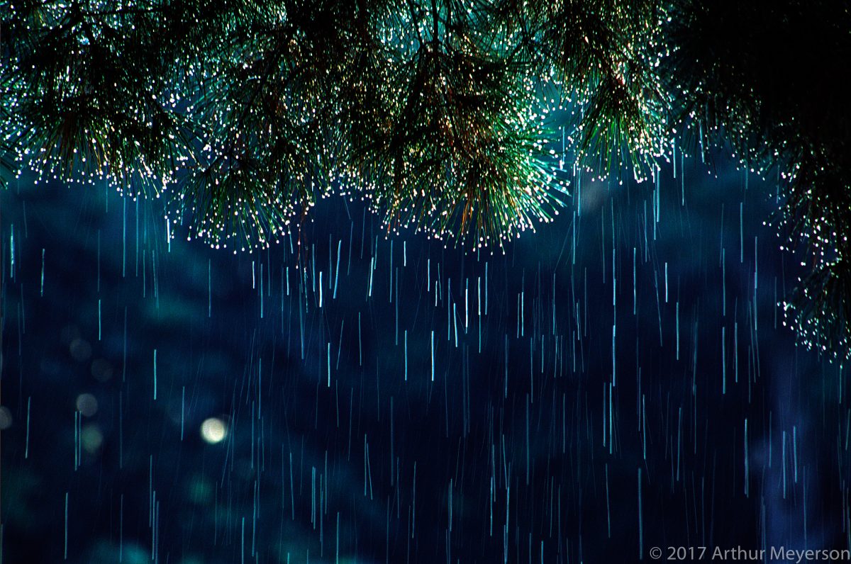 Pine Needles and Rain, Houston, 2001 (MFAH Collection)