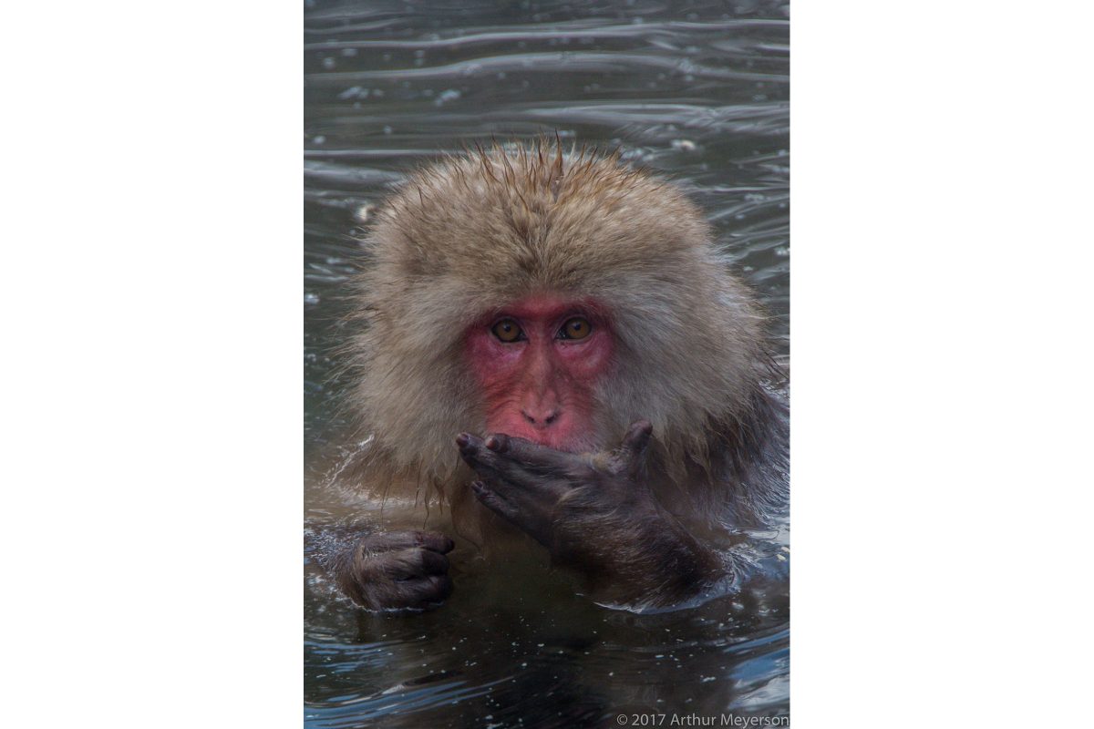 Snow Monkey