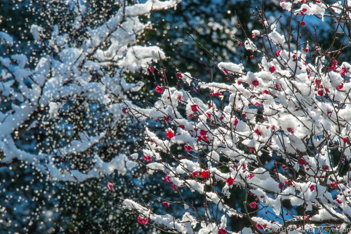 Plum Tree, Kanazawa