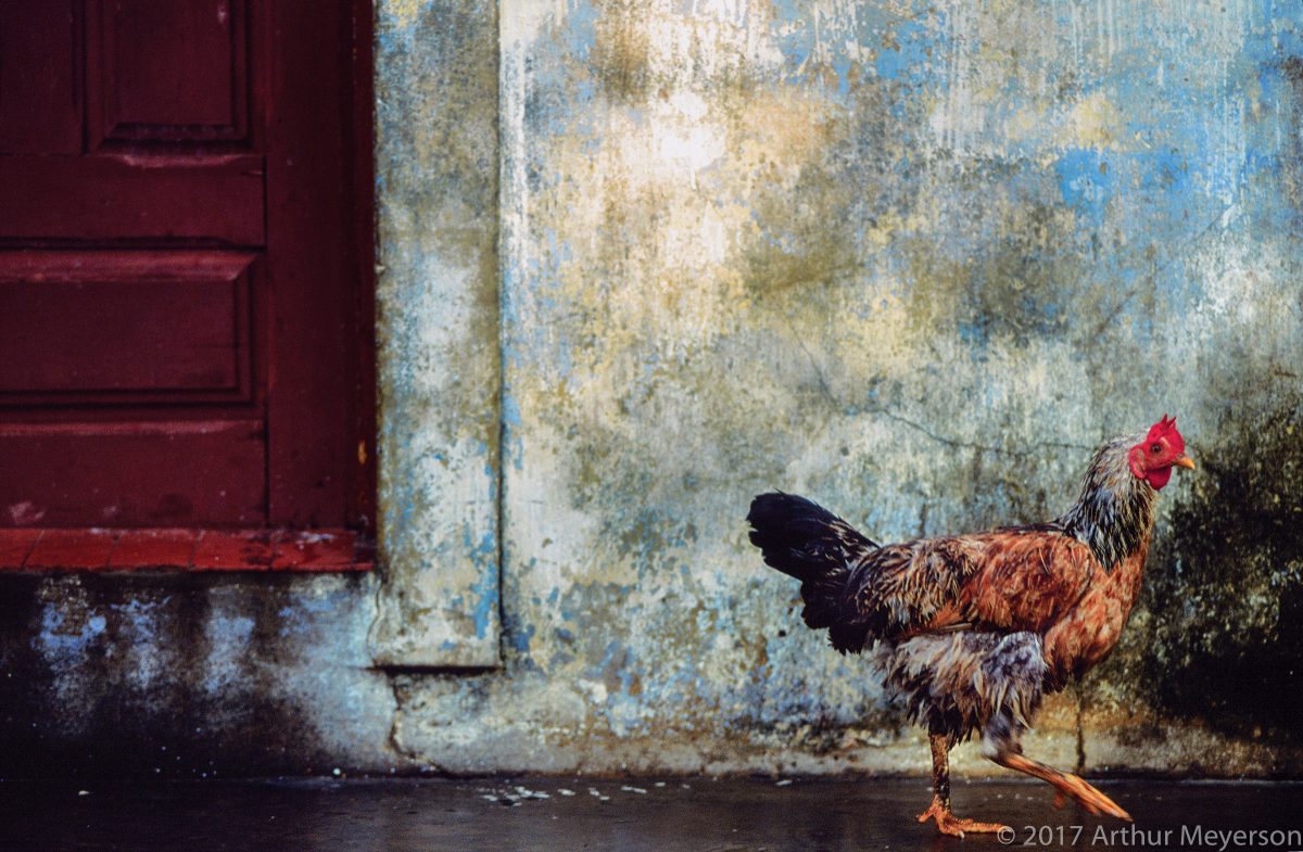 Chicken, Brazil, 1992 (MFAH Collection)