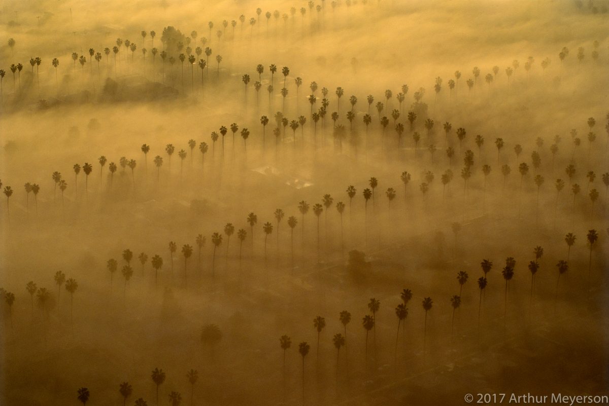 Palm Trees and Fog, Los Angeles, 1993 (MFAH Collection)