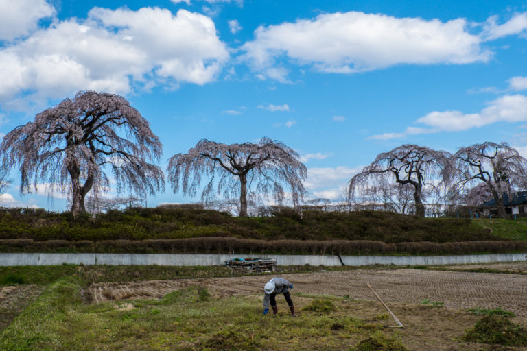 Four Cherry Blossom Trees