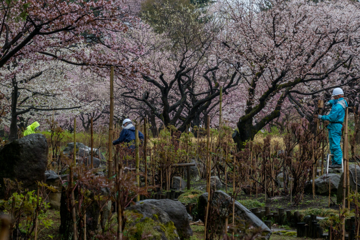 Three Gardeners