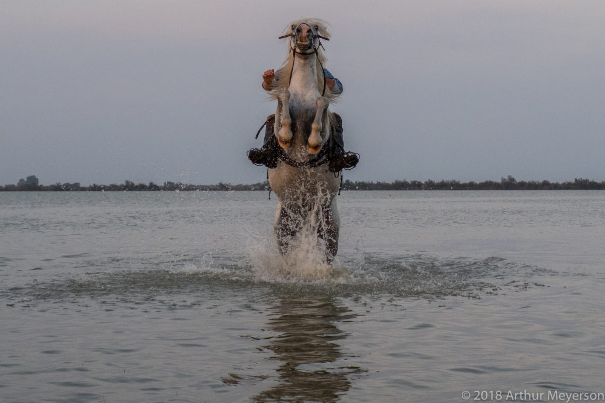 Camargue