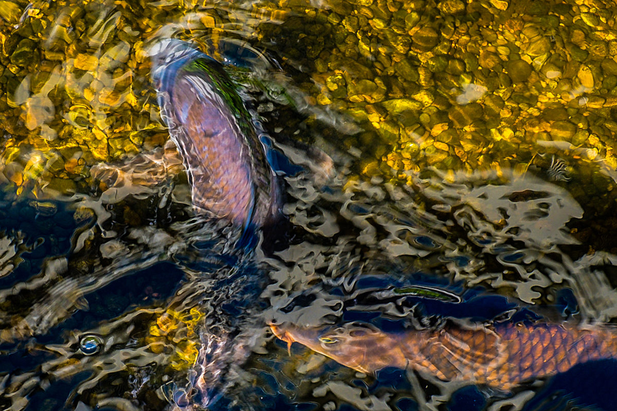 Koi Reflection