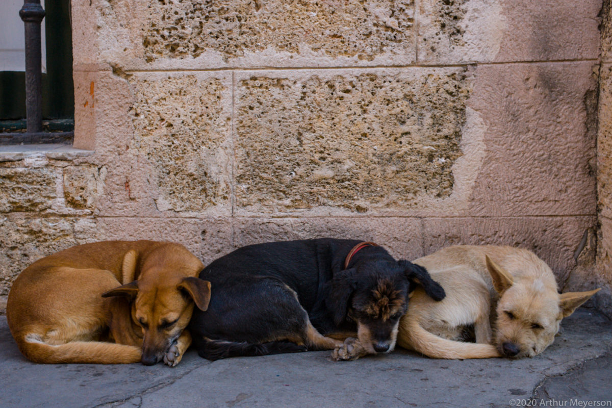 Tres Perros