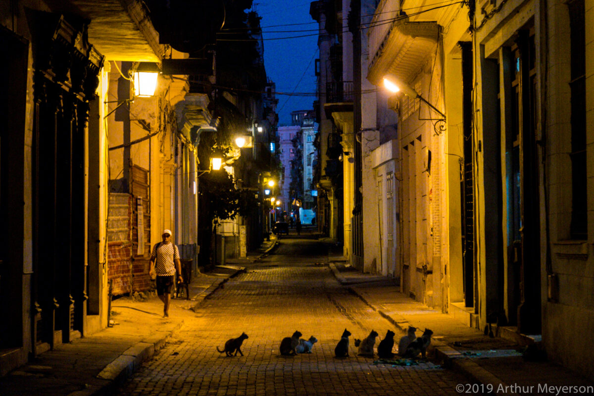 Cat line-up, Havana