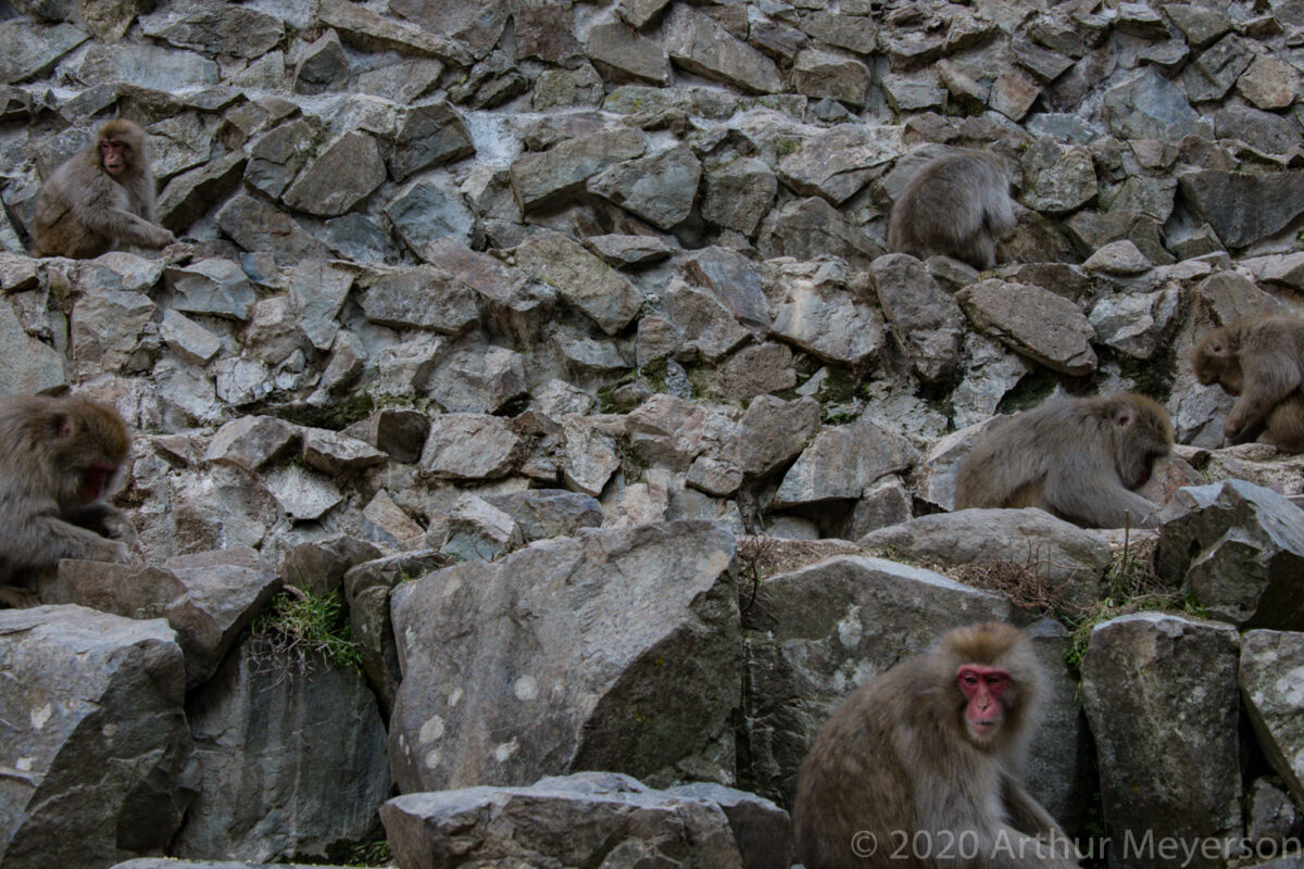 6 Snow Monkeys