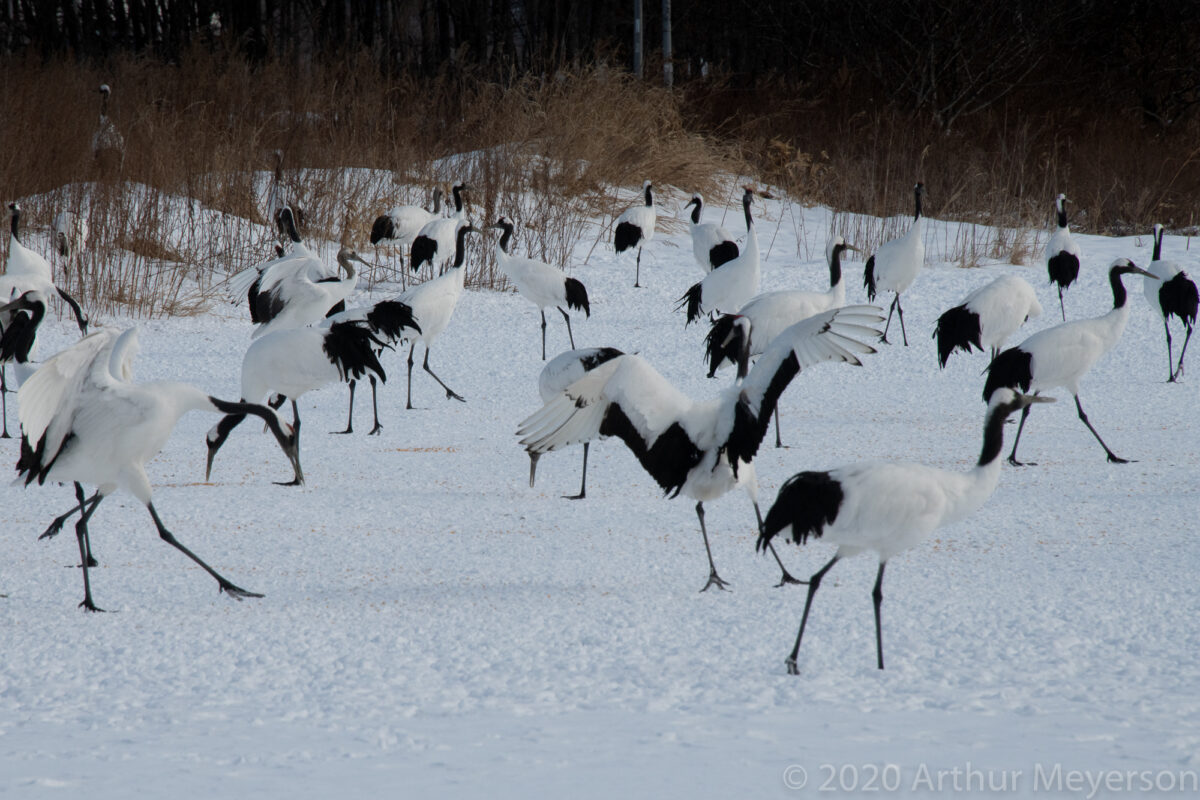 Cranes