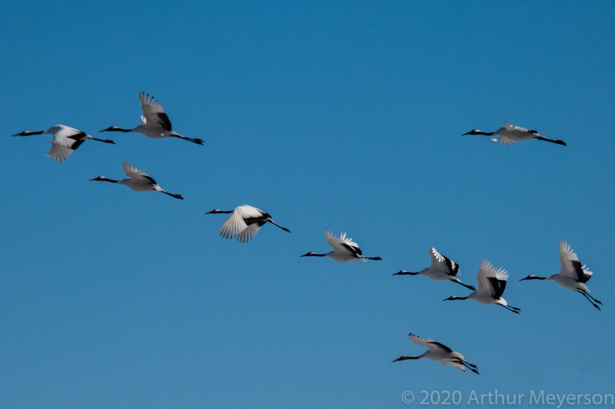 Cranes in Flight