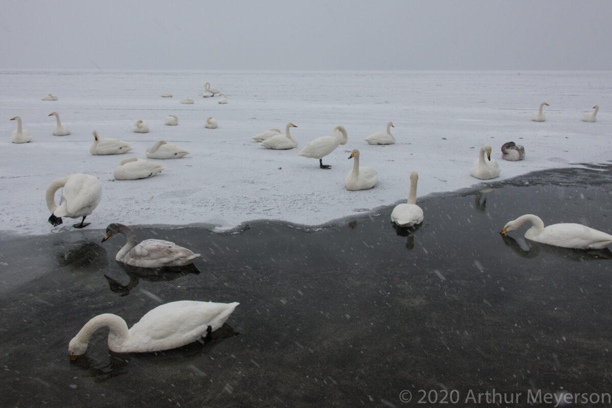 Swans