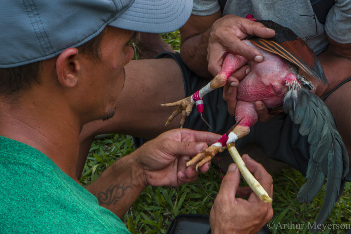 Cock Fight Preparation
