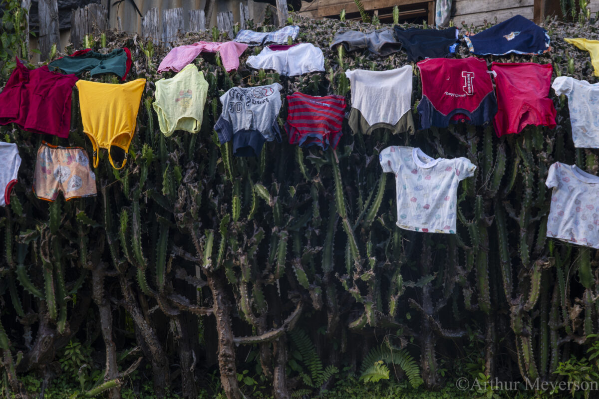 Laundry on Cactus