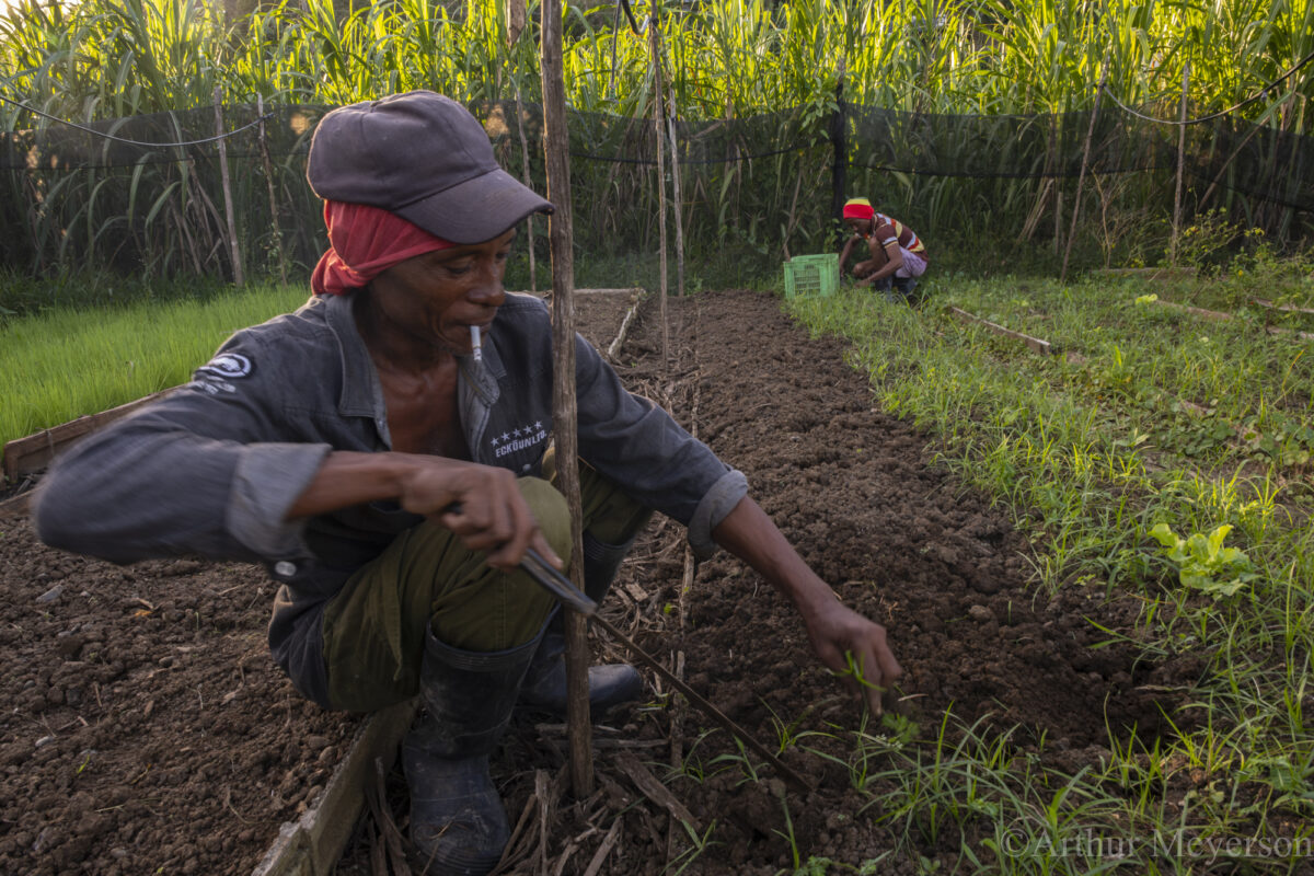 Gardners, Baracoa